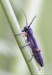 tesařík (Brouci), Phytoecia rufipes (Olivier, 1795), Cerambycidae (Coleoptera)